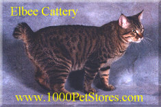 Elbee Cattery