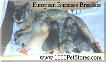 European Burmese Breeders