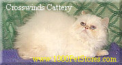 Crosswinds Persians & Himalayans & Exotic Shorthairs