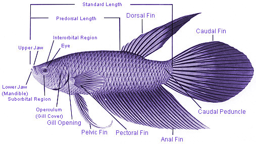 Diagram on the anatomy of a fish