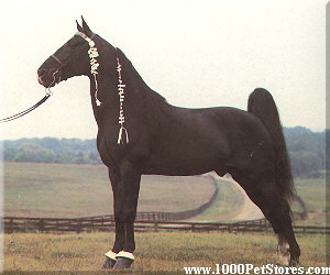Tennesse Walking Horse