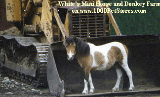 White's Mini Horse and Donkey Farm